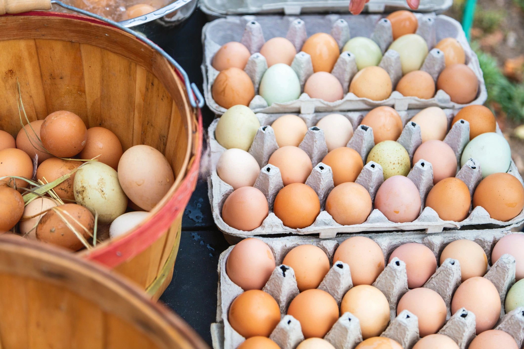 Fresh farm eggs in cartons