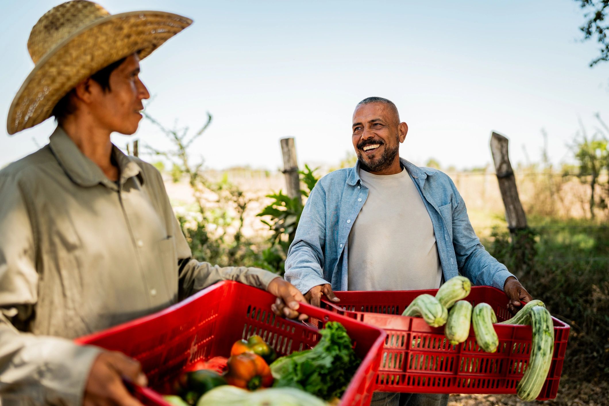Farmers holding vegetable boxes and talking in a field