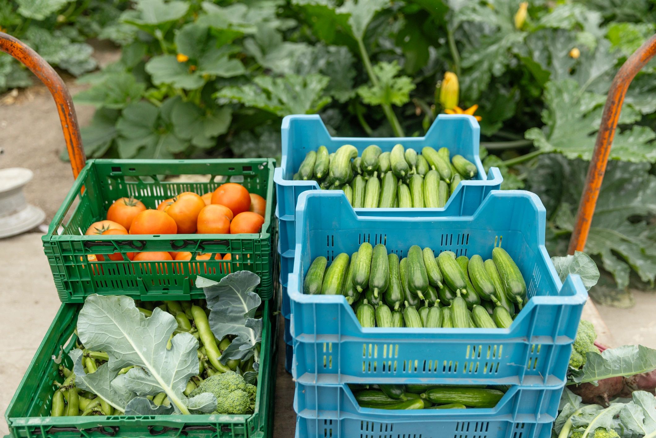 Assorted vegetables growing in an organic greenhouse