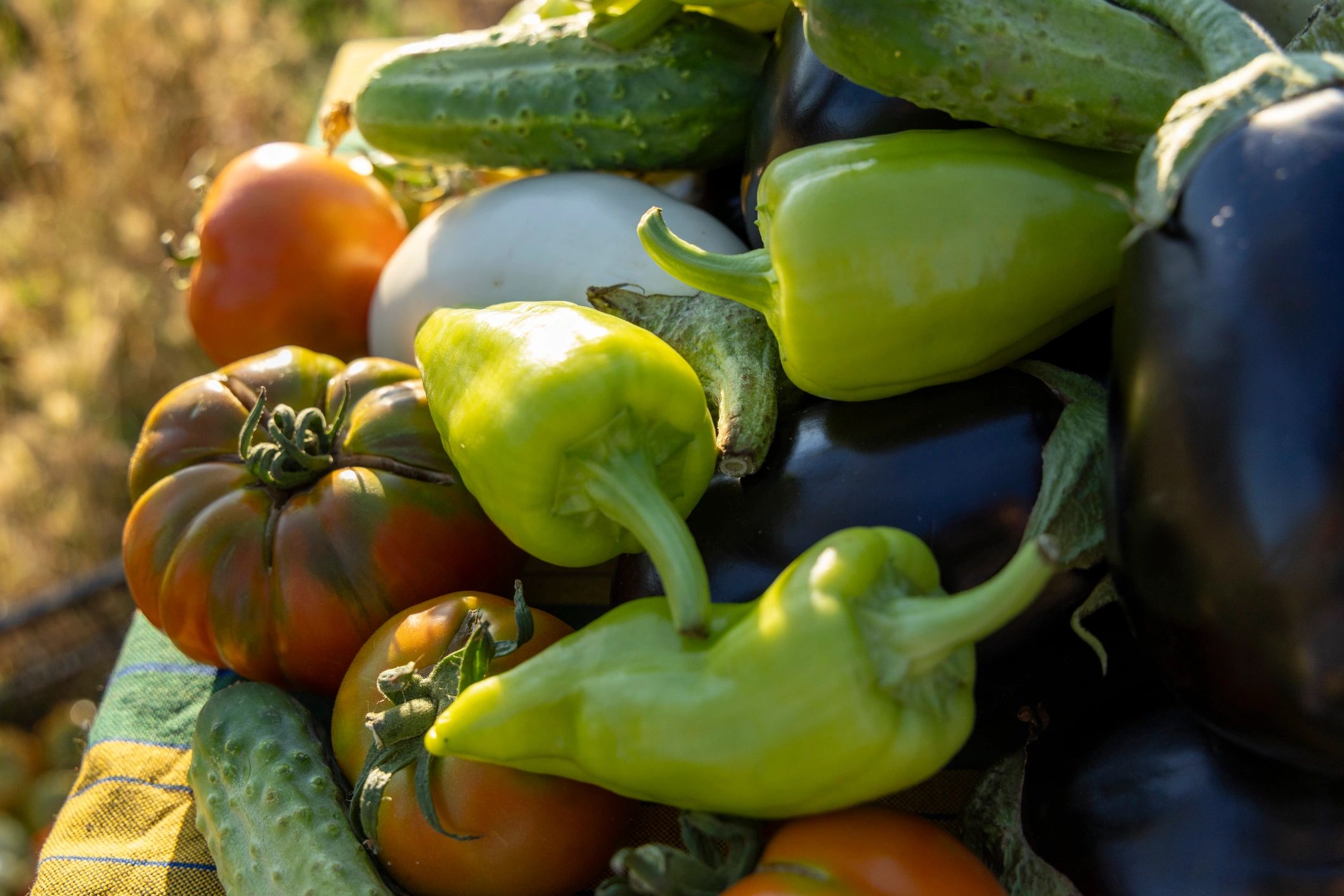 Fresh tomatoes, peppers, and cucumbers arranged together