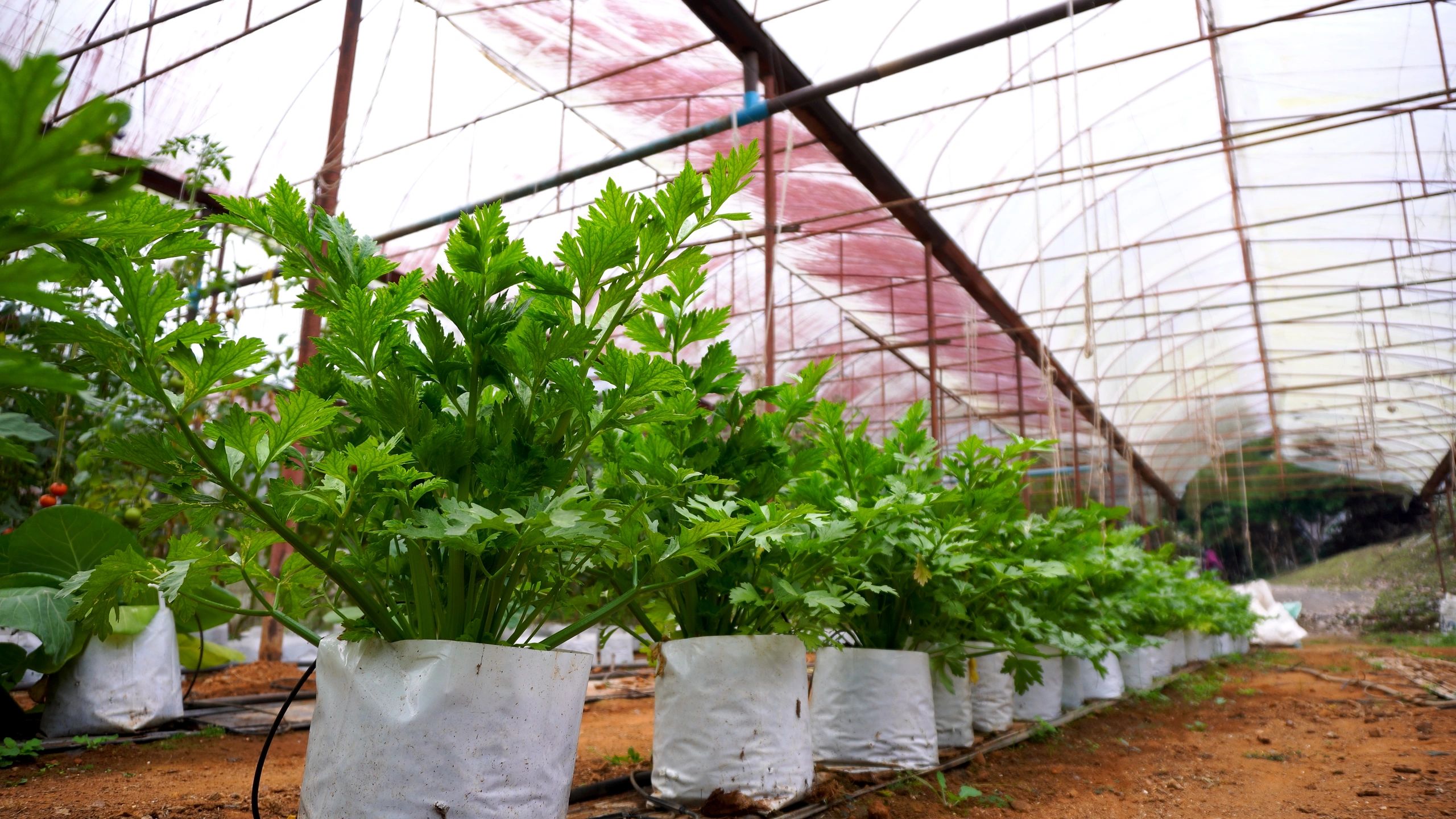 Sustainable organic farm landscape with green fields